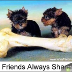 always-share
