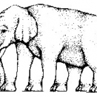 Ile nóg ma ten słoń? ?? ;D