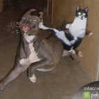 Karate kot i pies