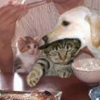 Psie, nie jedz kotka