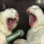czyżby karaoke?