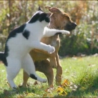 kot bijący się z psem