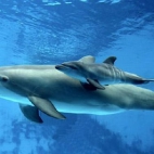 Delfin i delfinek