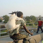 Koza na rowerze