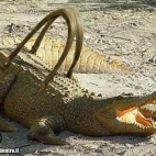 Torebka z krokodyla