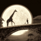 Nocny spacer z żyrafą