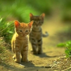 Małe Kotki