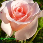 Ta róża dla Ciebie Kochanie !! Kocham Ciebie Bardzo !