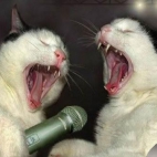 śpiewające koty