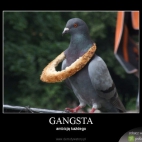 Gangsta Pigeon