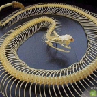Snake Skeletons