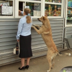 Pies w kolejce do kiosku