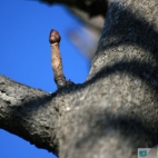 Penis na drzewie