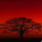 drzewo w czerwieni słońca.