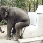 Kulturalny słoń