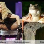 Znajdź różnice - Madonna i żaba