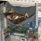 Szczur mieszkający w komputerze