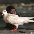 Małpa i ptak