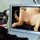 Kot przyłapany na oglądaniu porno