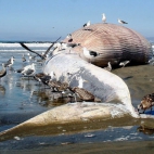 Wyrzucony na brzeg Płetwal Błękitny w Australii