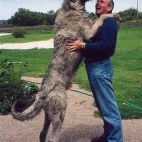 Wielki pies