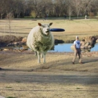 Sprytna owca