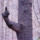 Drzewo z ręką