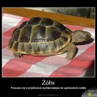 Żółw siuks24
