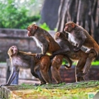 Sex grupowy małpek