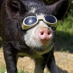 Świnka w okularach