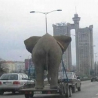 Transport słonia2