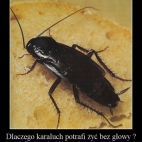 Dlaczego karaluch potrafi żyć bez głowy siuks24