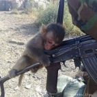 Małpy przejmują dowodzenie - Najpierw zamierzają przejąć naszą broń