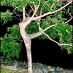 Drzewo - baletnica