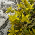 Żółty kwiatek na kamieniach