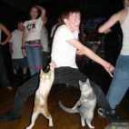 tańczący z kotami