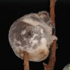 śpiący miś koala