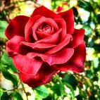 Przeróbka róży