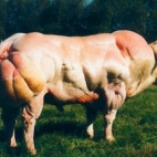belgijska rasa bydła - byk jakby na sterydach