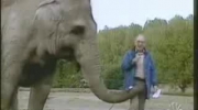Fajny słoń