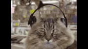 cats music