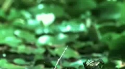 Żaba próbuje zjeść owada - fail