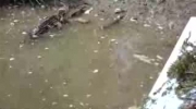 Polak w USA karmi aligatora