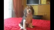 Mój Beagle prosze o komntarze dla psa:D