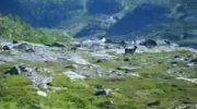 Daisy w pogoni za reniferem w Norwegii