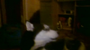 husky śpiewa