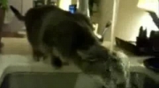 Skacowany kot