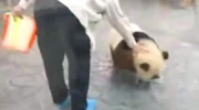 Ucieczka małej pandy