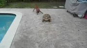 Żółw ściga psa