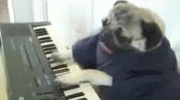 pies gra na organach